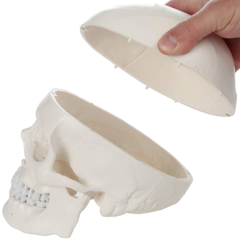 Axis Scientific Human Skull Model for Anatomy Life Size, 3-Part Anatomy Skull Includes Skull Cap with External and Interior Structures, Includes Detailed Product Manual, Skull for Anatomy - Image 5